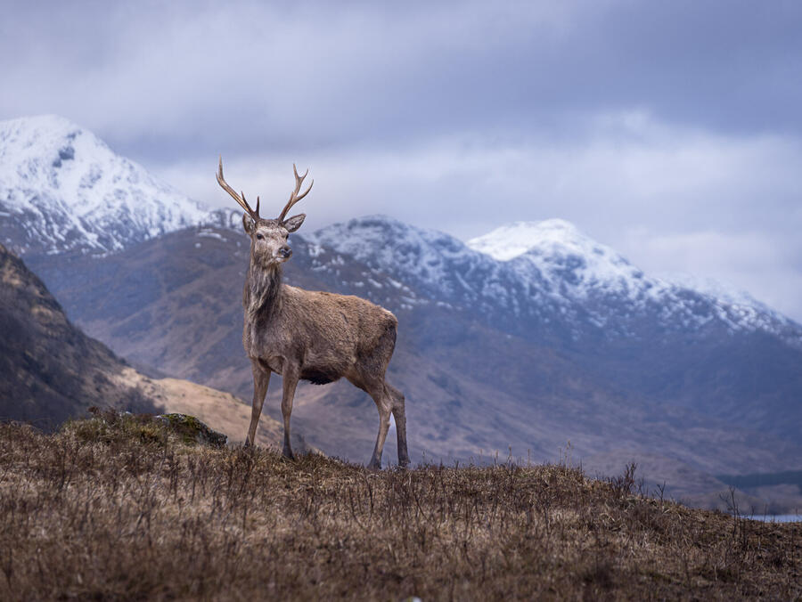 A stag close to Spean Bridge