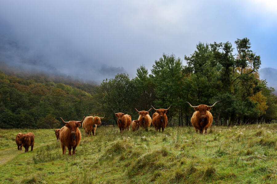 A herd of Highland coos in Glen Nevis