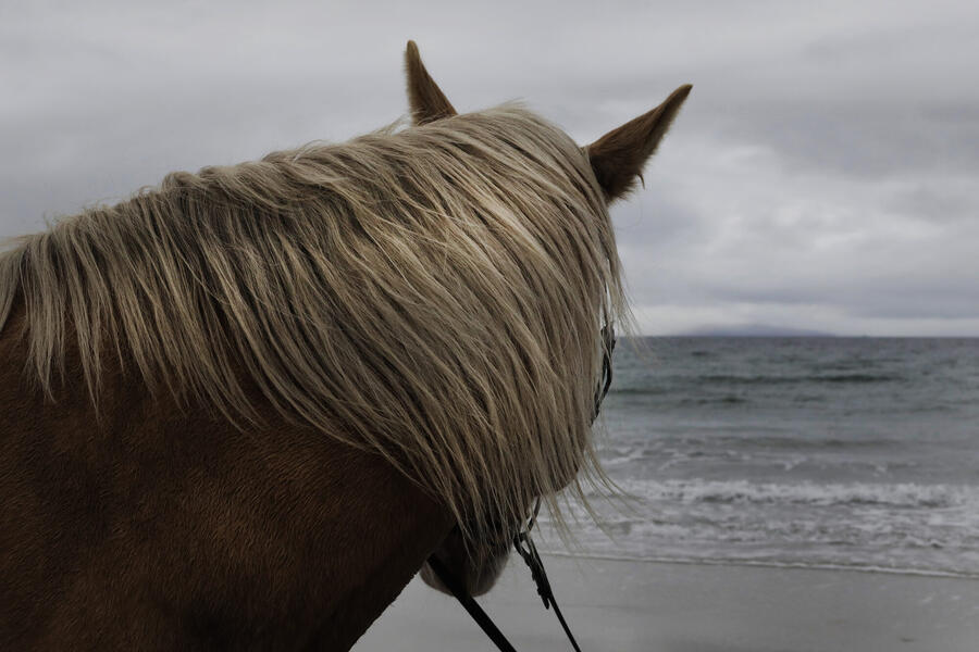 A horse at Morar